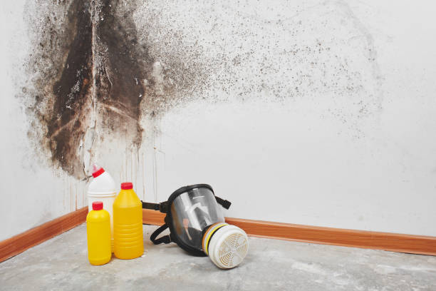 Best Mold Inspection  in Cologne, MN