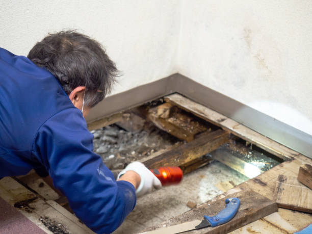 Professional Mold Removal in Cologne, MN