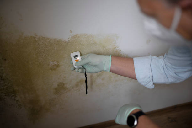 Best Mold Damage Repair  in Cologne, MN
