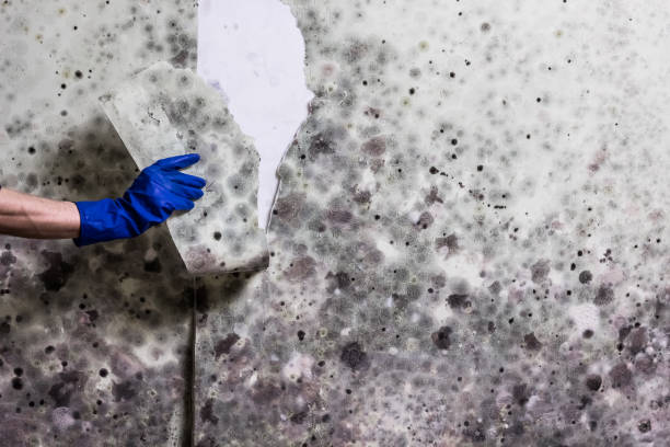 Best Crawl Space Mold Removal  in Cologne, MN