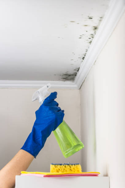 Best Fast Mold Removal  in Cologne, MN