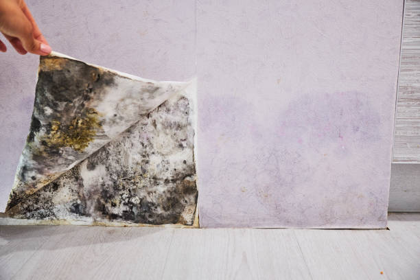 Best Black Mold Removal  in Cologne, MN